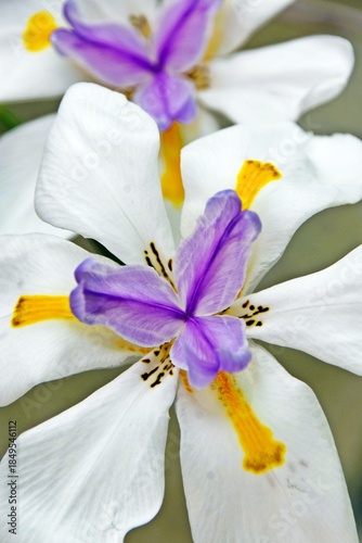Close up of an African iris