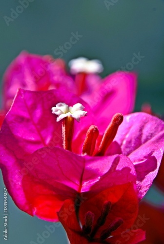 Close up of pink Bougainvillea blossoms