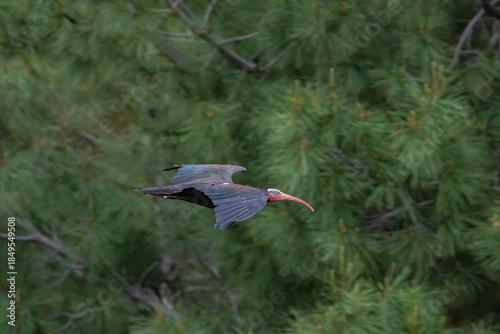 Northern Bald Ibis (Geronticus eremita) nest in the rocky areas of the rehabilitation and breeding center on the banks of the Euphrates River in Birecik District of Şanlıurfa, Turkey, and live in the 