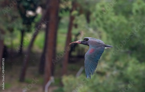 Northern Bald Ibis (Geronticus eremita) nest in the rocky areas of the rehabilitation and breeding center on the banks of the Euphrates River in Birecik District of Şanlıurfa, Turkey, and live in the 