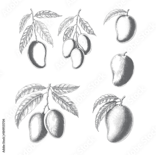 Botanical mango elements illustrated in vintage ink line technique.