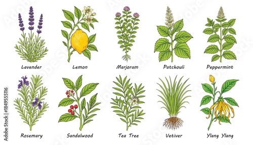 Essential Oil Plants Botanical Illustration Set with Medicinal Herbs and Flowers