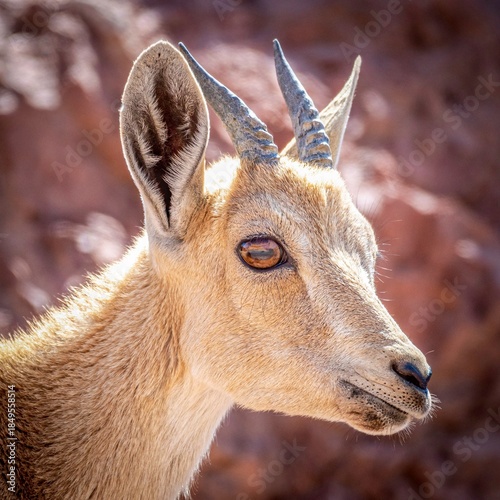 High resolution close up color portrait of a single young mountain goat in the wild- Israel