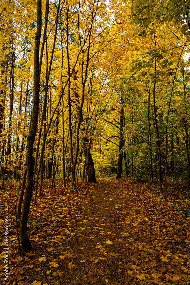 Fototapeta premium Forest path in autumn park covered with falling leaves. Beautiful woodland landscape during fall season for nature background.
