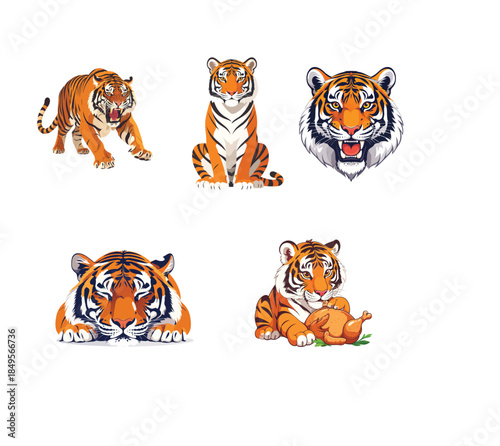Tiger Vector Illustration Set Showing Different Poses and Moods