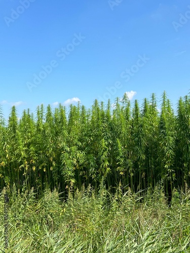 Hennep plants around idskenhuizen