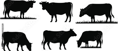 Cow silhouettes set grazing standing farm cattle isolated on white background agriculture livestock animal vector illustration