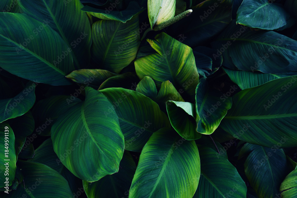 Fototapeta premium Full Frame of Green Leaves Pattern Background, Nature Lush Foliage Leaf Texture, tropical leaf