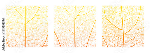 Leaf vein cell skeleton texture abstract background set with close up plant leaf cells structure pattern vector illustration. Macro orange leaf vein skeleton organic lattice natural foliage texture.