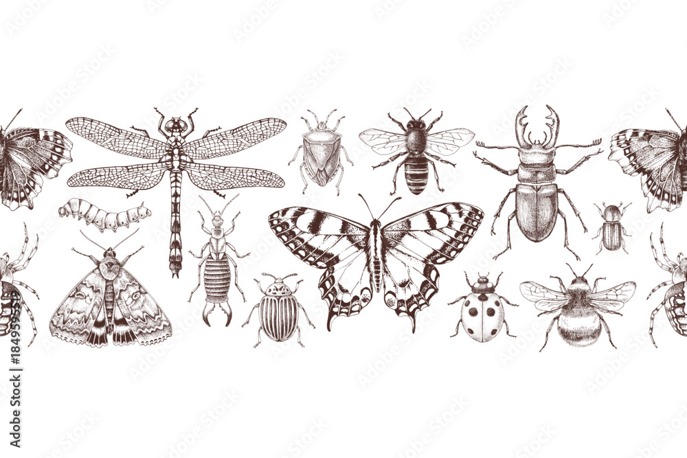 Fototapeta premium Insects hand drawn horizontal seamless border