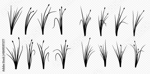 Set of various black silhouettes of green grass and sedge plants isolated on transparent background.