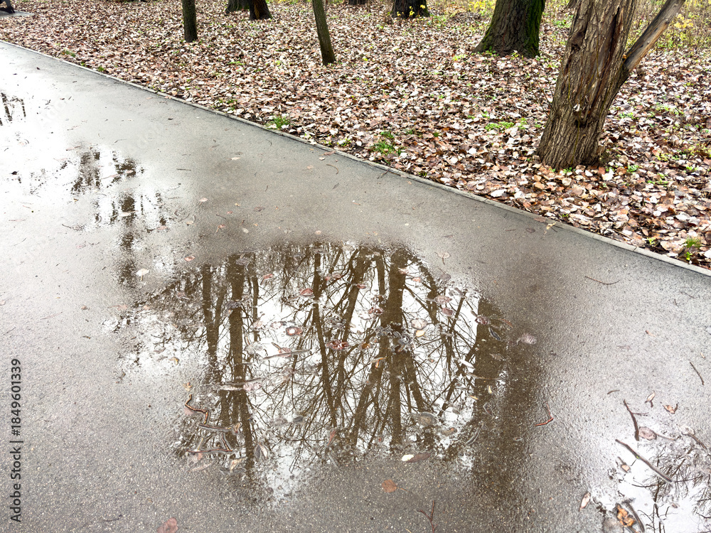 Obraz premium A tree is reflected in the water on the ground