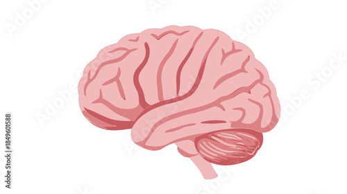Pink Brain Anatomy Vector Illustration