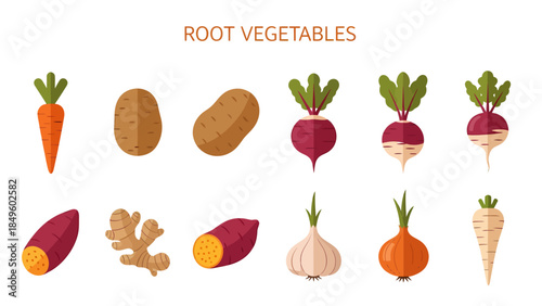 Flat vector illustrations of ten different root vegetables arranged in two rows