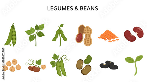 Illustration displaying various legumes and beans whole sprouted and growing