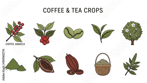 Illustration of coffee and tea crop elements including plants fruit seeds and powder