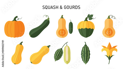 Illustration of ten different squashes and gourds including a pumpkin and zucchini
