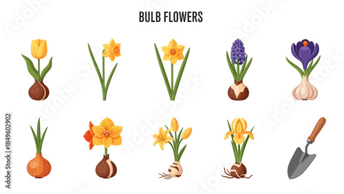 Illustration of various bulb flowers with their bulbs and a small garden trowel