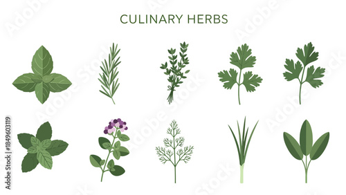 Ten illustrations of green culinary herbs arranged in two rows