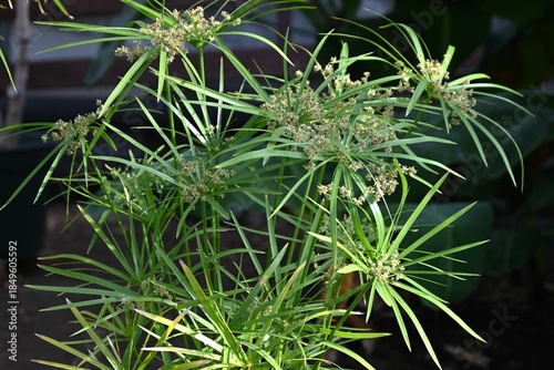 Quadro su tela Cyperus alternifolius ( Umbrella papyrus )