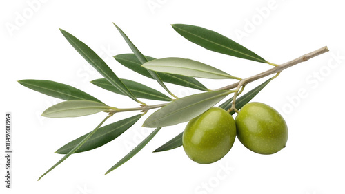 Olive branch with olives isolated on transparent background