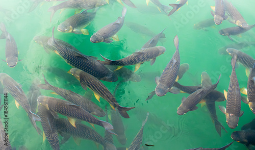Quadro su tela There are many Japanese carp fish swimming in the water