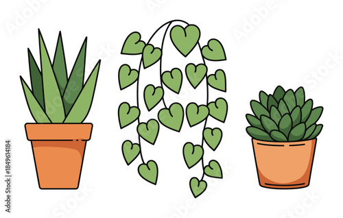 Potted houseplants a succulent and a trailing vine with heart shaped leaves aloe