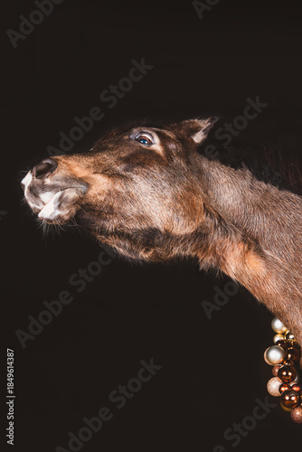 Pferd / weihnachtlich