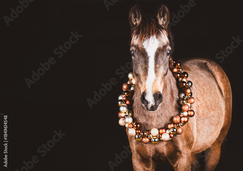 Pferd / weihnachtlich