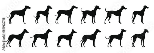  greyhound dogs silhouette vector set black silhouettes 