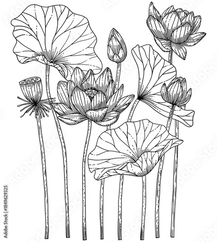Detailed black botanical line art illustration of lotus flowers, buds, and lily pads.
