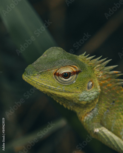 close up of a green lizard