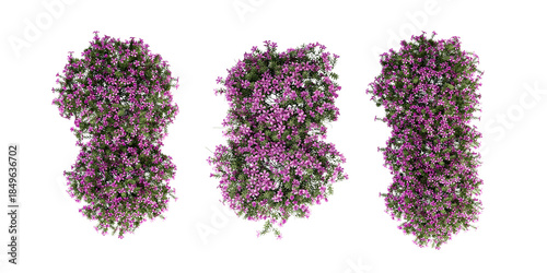 Top view purple flowers isolated on white background. Thymus serpyllum shurbs isolated on white