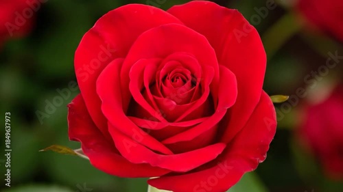 Close-up of a vibrant red rose in full bloom with soft green background, natural light