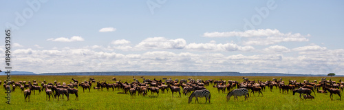 Gran migración de animales salvajes en la inmensa llanura de Masái Mara bajo un cielo nublado, Kenia