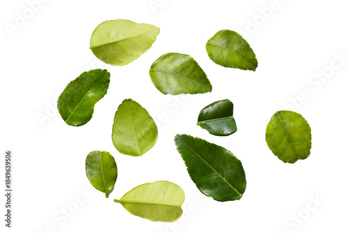 Kaffir lime leaves on white background.