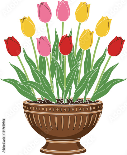 Beautiful Bouquet of Colorful Red Pink and Yellow Tulip Flowers in Decorative Brown Pot Isolated on White Background for Spring