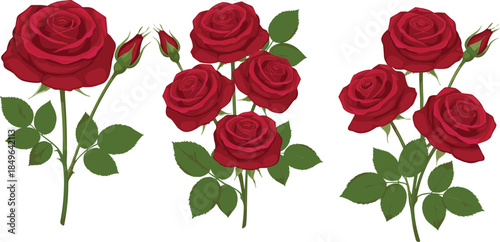 Set of Elegant Red Rose Flower Arrangements with Green Leaves and Buds Isolated on White for Romantic Floral Design Projects