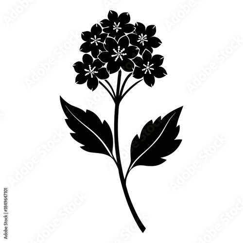 moss verbena flower silhouette on white background