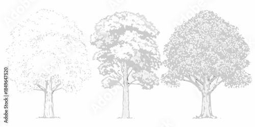 Three trees in varying shades of gray demonstrating a tonal progression