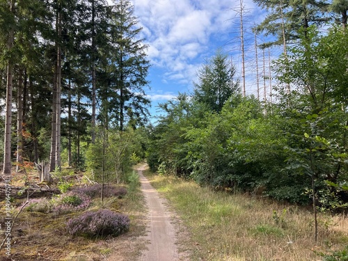 MTB track around Appelscha in Friesland