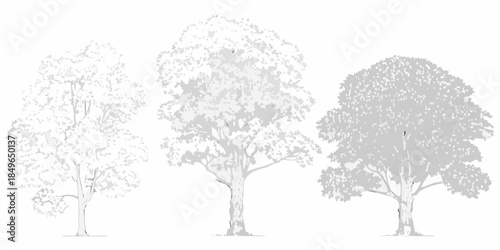 A simple sketch of three deciduous trees with varying densities of foliage