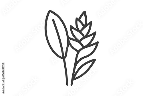 Outline of a plant with leaves and a flower spike on a gradient background