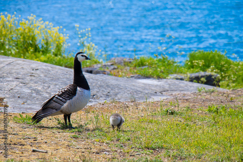 Barnacle Goose close up in Suomenlinna, Helsinki, Finland