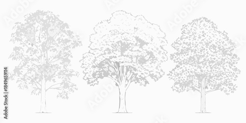 A simple illustration of three different deciduous trees in a row