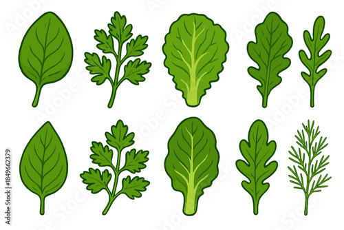 Assortment of Fresh Leafy Greens and Herbs