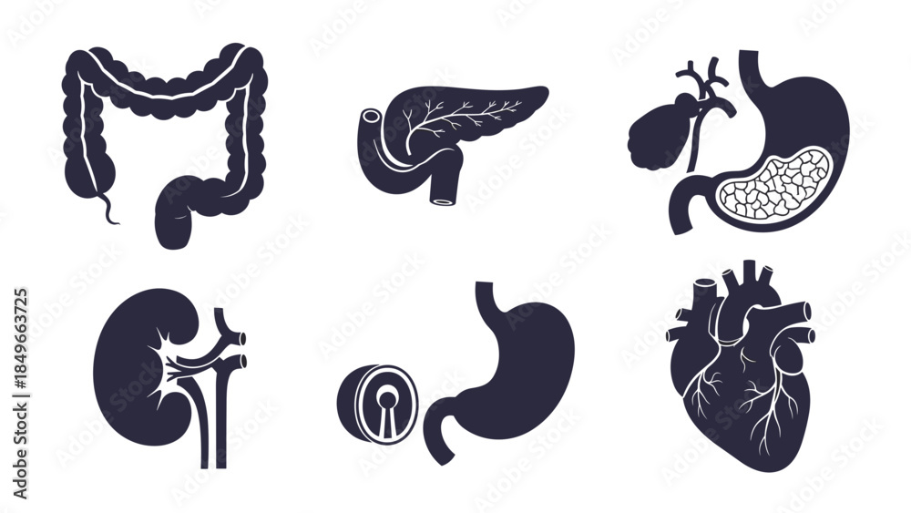 custom made wallpaper toronto digitalCollection of dark blue anatomical organ icons featuring heart, liver, stomach, intestines, kidneys, and brain.