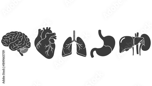 Illustrated set of human internal organs including brain, heart, lungs, stomach, and intestines with supporting anatomical features.