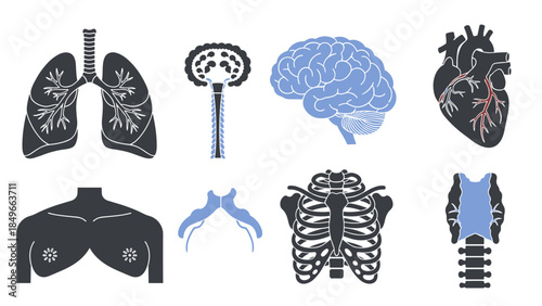 Collection of medical anatomy icons including lungs, brain, spine, ribcage, and heart illustrations.