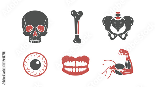 Set of anatomical illustration icons including skull, bones, eye, teeth, and limb diagrams.